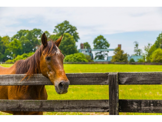 Rock Hall Stud Farm