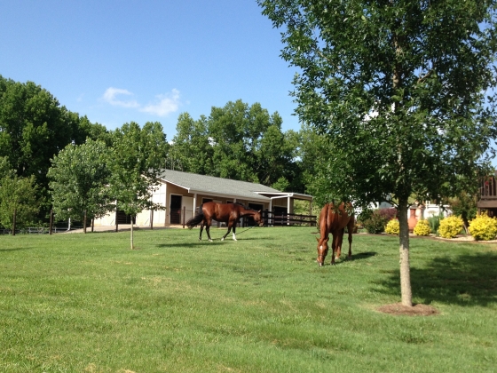 Beautiful landscaping, trees!